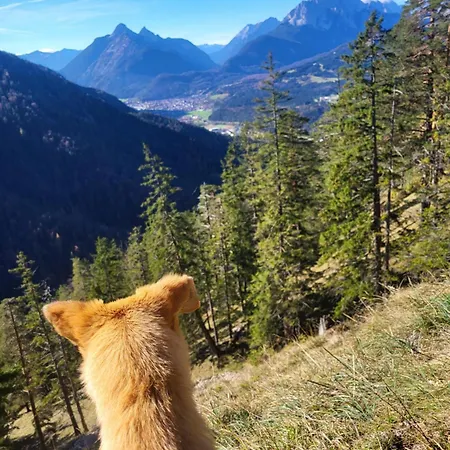 Rudelmut *